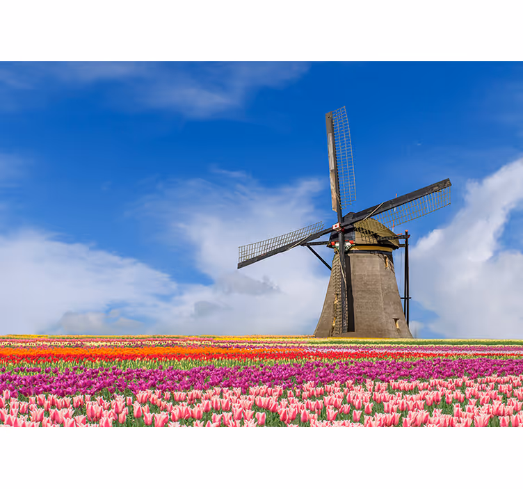 Fototapete Amsterdam tulpenfeld windmühle - TenStickers