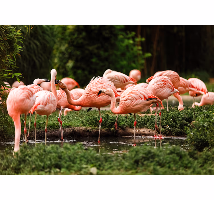 Fototapete Tiere flamingo-treffen - TenStickers