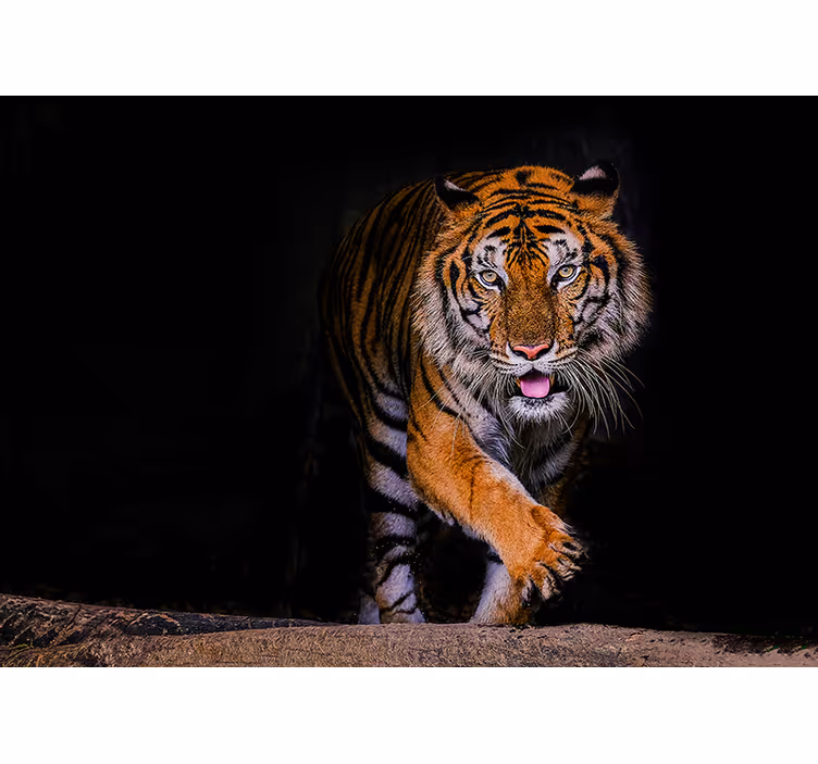 Fototapeten Tiere herumstreunender tiger - TenStickers