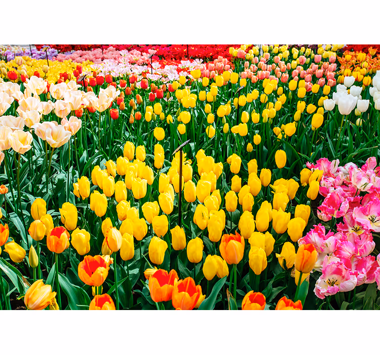 Fototapete Blumen aussicht auf das tulpenfeld - TenStickers