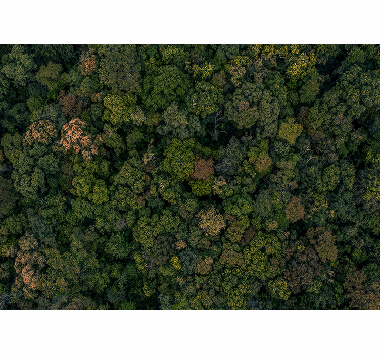 Fototapete Dschungel waldblick aus der luft - TenStickers