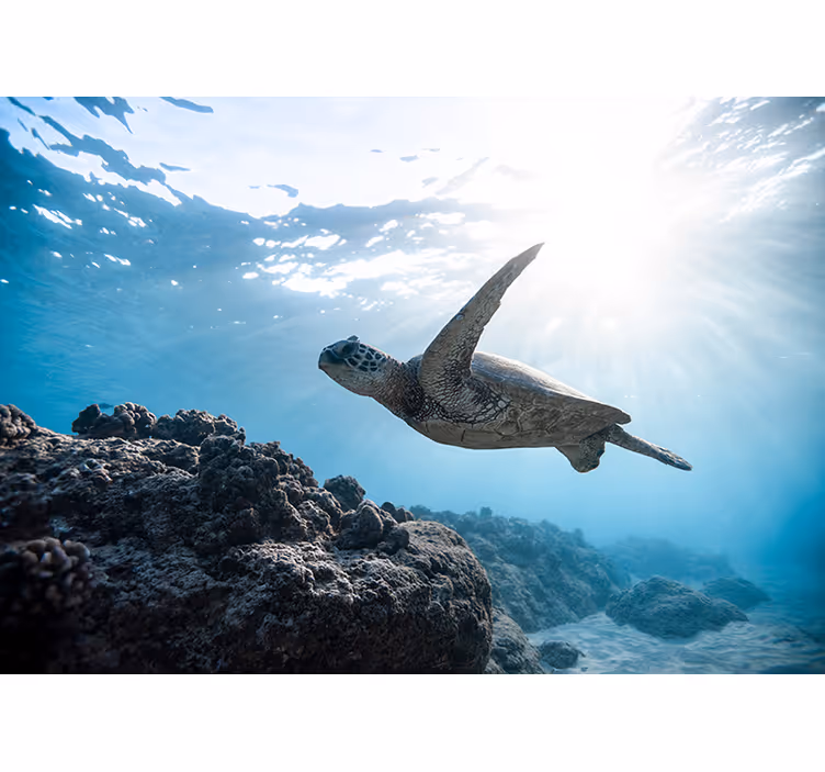 Fototapeten Tiere unterwasser-schildkrötenszene - TenStickers
