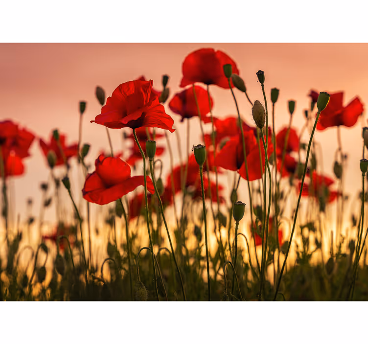 Fototapete Mohnblumen Mohnblumen mit sonnenuntergang - TenStickers