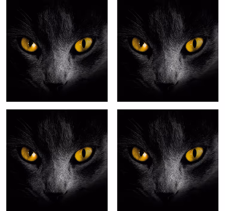 Schwarze katze halloween Untersetzer - TenStickers