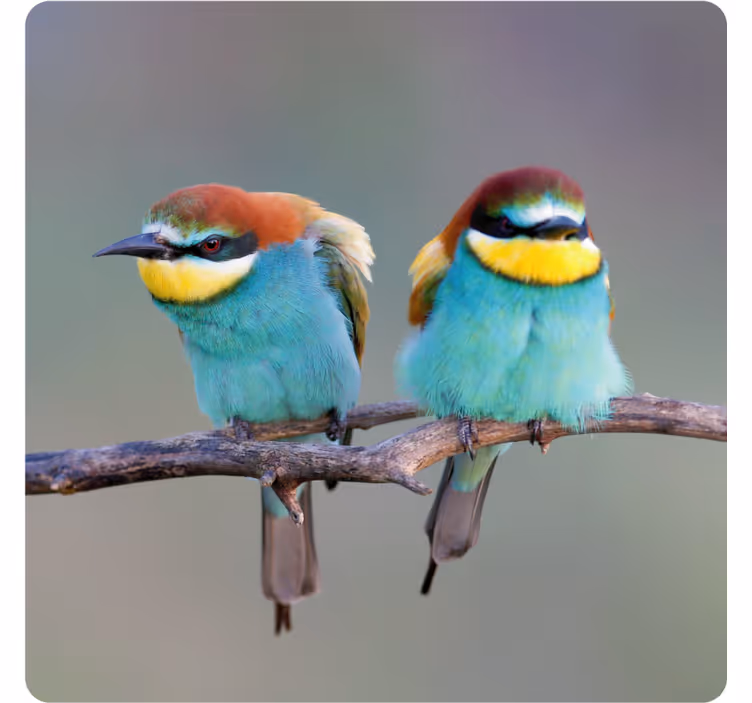 Untersetzer modern bunte vögel auf Ästen - TenStickers