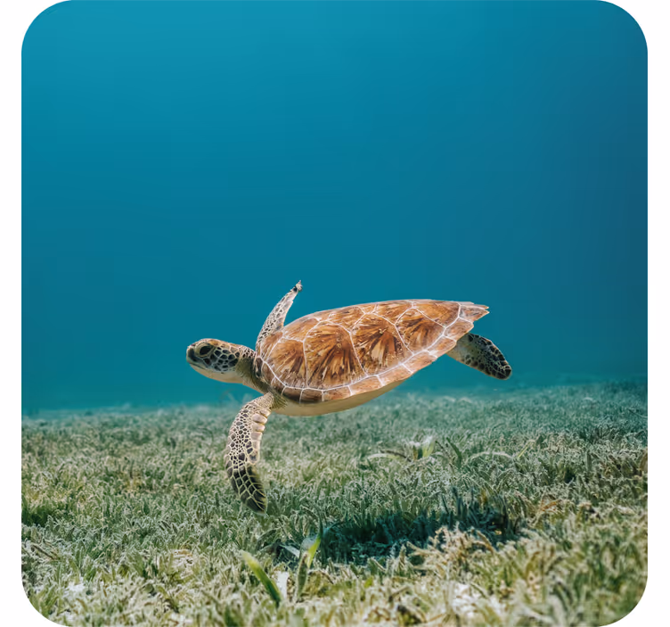 Untersetzer modern schwimmende meeresschildkröte - TenStickers