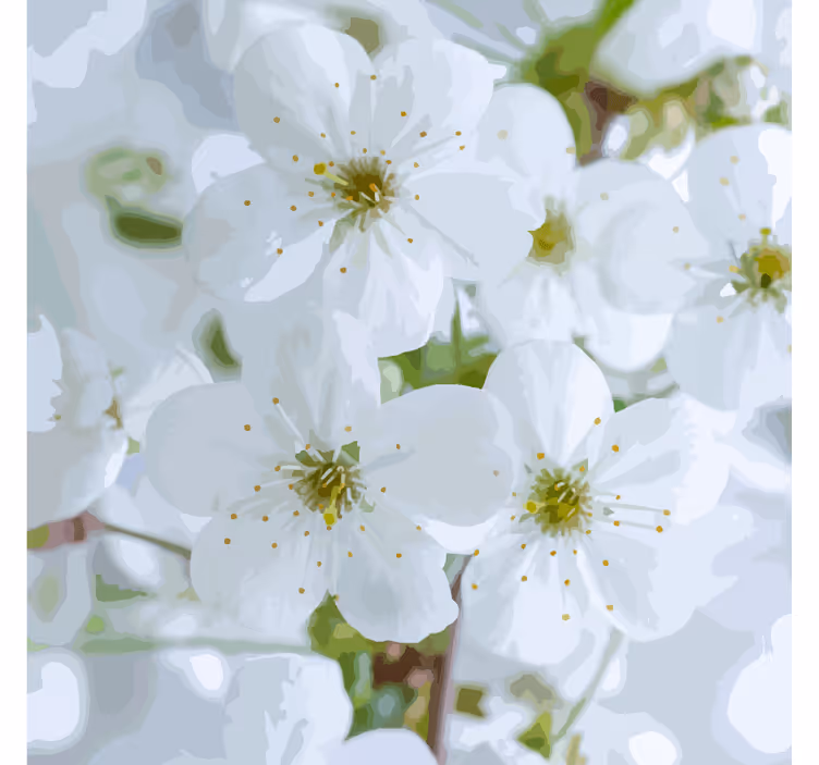 Untersetzer zarte kirschblüten - TenStickers
