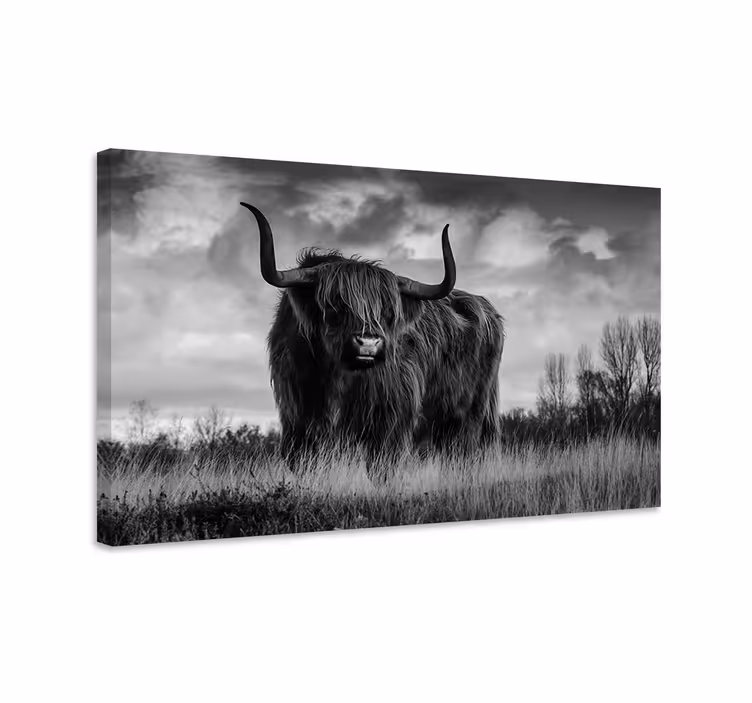 Wandbild Tier Schwarz-weiß-hochlandrinder - TenStickers