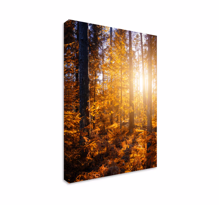 Wandbilder Landschaft Waldsonnenbäume - TenStickers