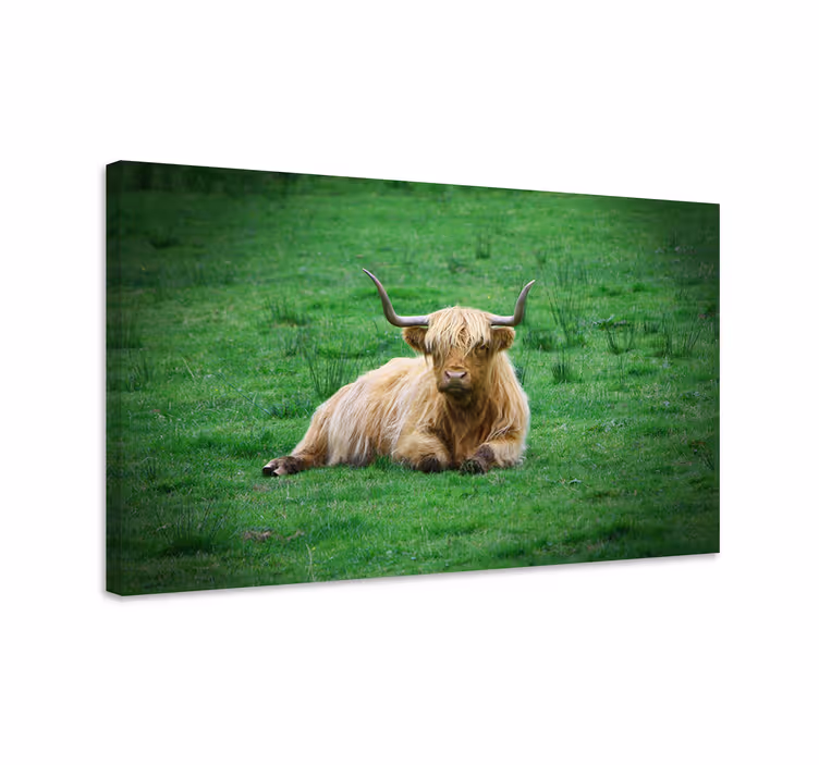 Wandbild tier hochlandrind ruhend - TenStickers