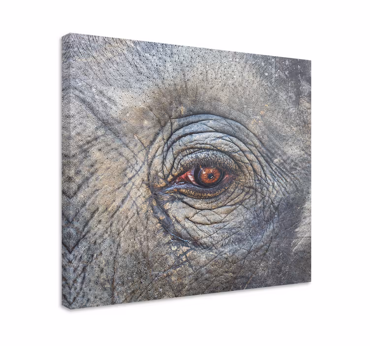 Wandbild elefant mit detail des elefantenaugen - TenStickers