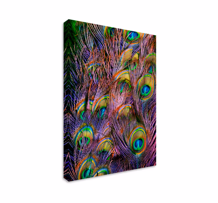 Leinwandbild Vogel Pfauenfeder - TenStickers