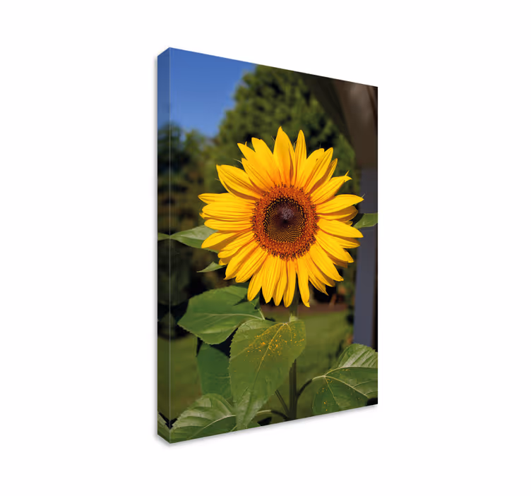 Leinwandbild sonnenblumenblüte im sonnenschein - TenStickers