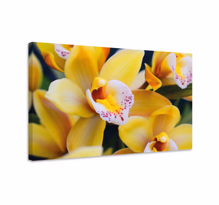 Leinwandbild mit lebendigen orchideenblüten - TenStickers