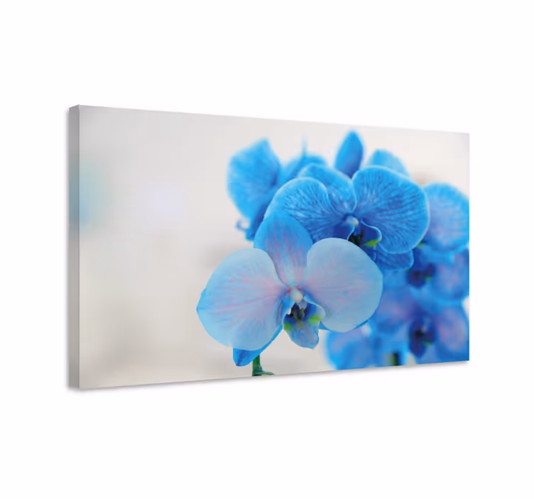 Leinwandbild blaue orchideenblüten - TenStickers