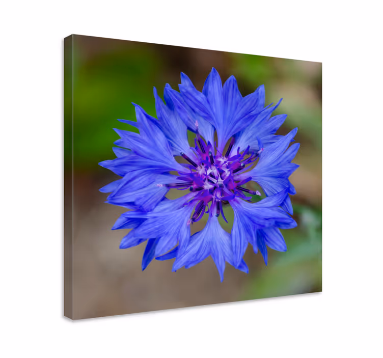 Leinwandbild blaue blüte in voller pracht - TenStickers