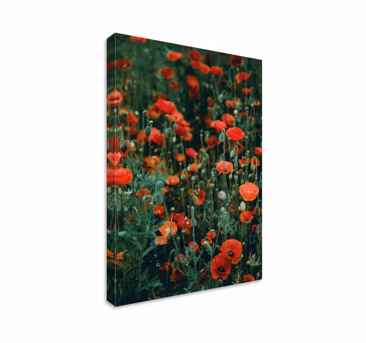 Leinwandbild rotes blumenfeld - TenStickers