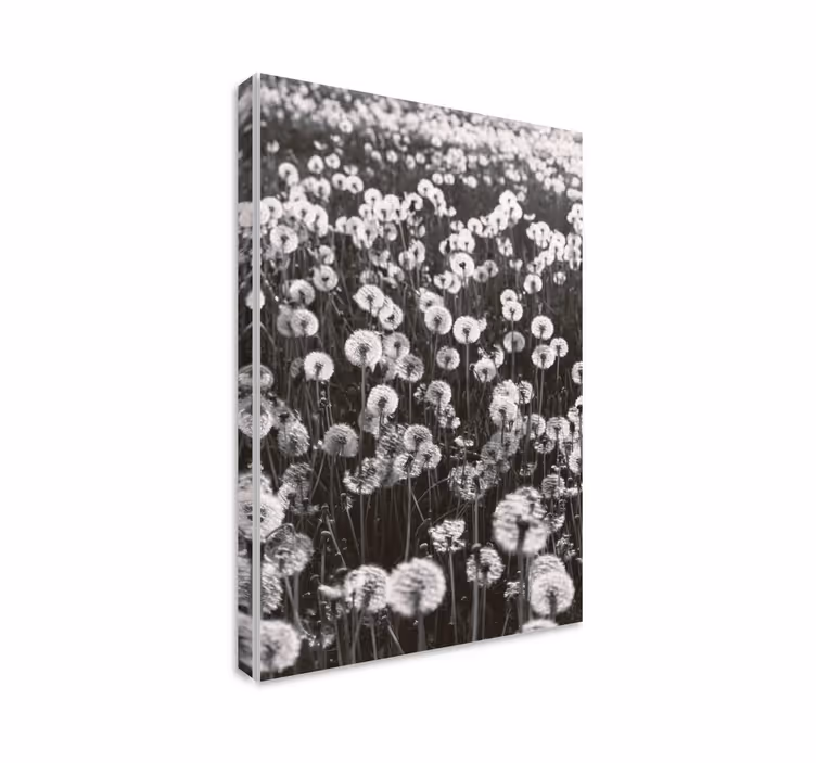 Leinwandbild zarte löwenzahnblüten - TenStickers
