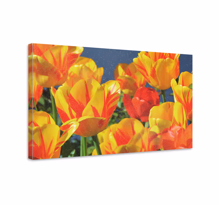 Leinwandbild mit lebhaften tulpenblüten - TenStickers