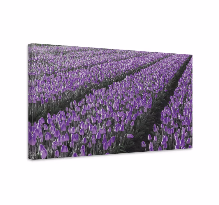 Leinwandbild lila tulpenfeld - TenStickers