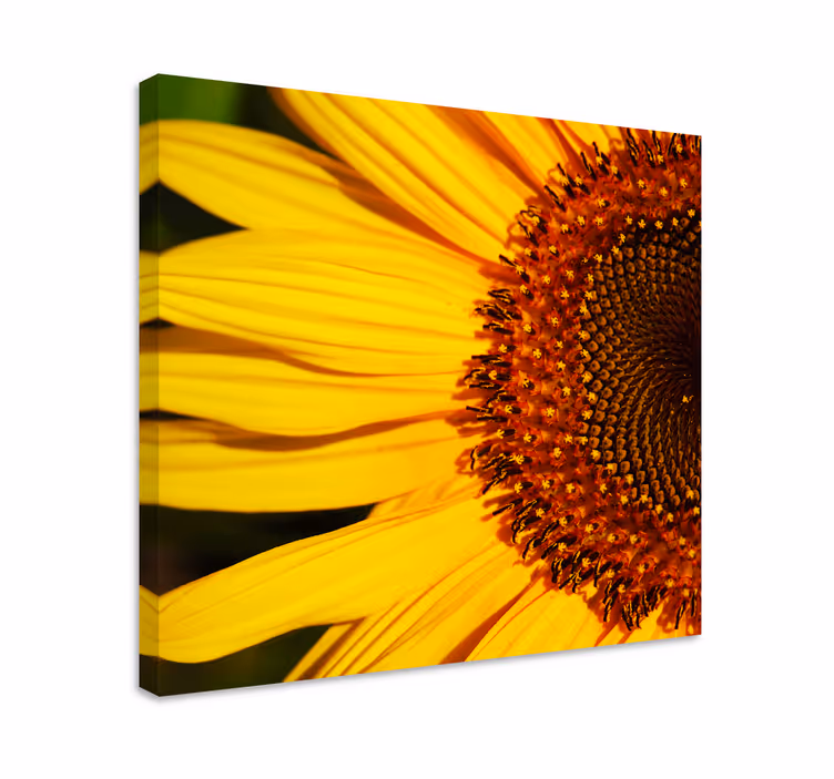 Leinwandbild sonnenblumenblütenblätter im detail - TenStickers