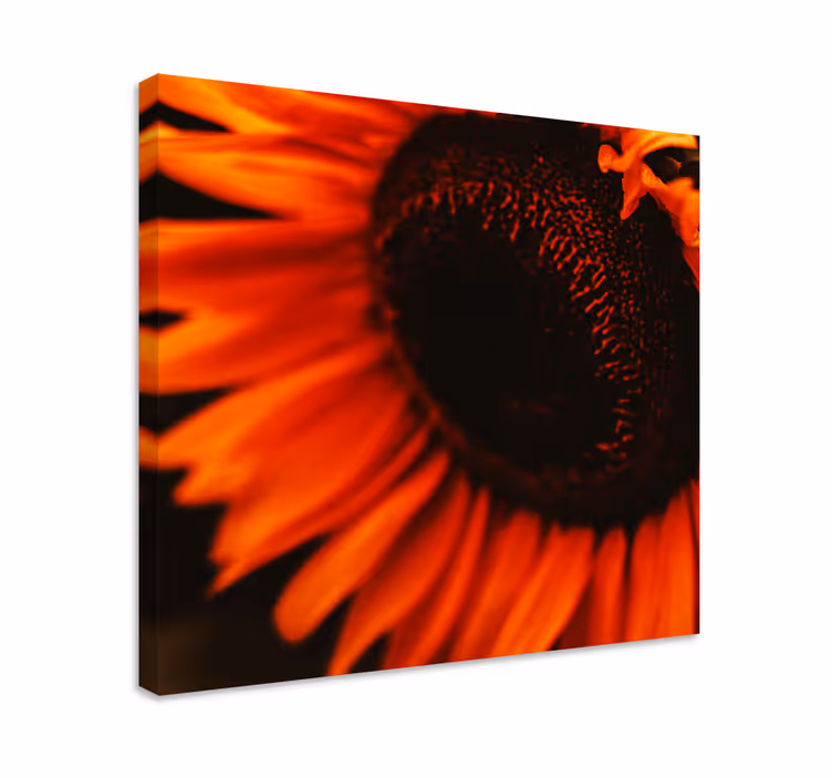 Leinwandbild strahlende sonnenblumenblüte - TenStickers
