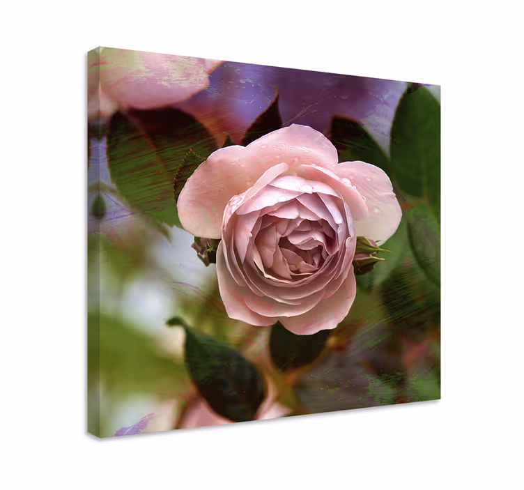 Leinwandbild pinke rosenblüte - TenStickers