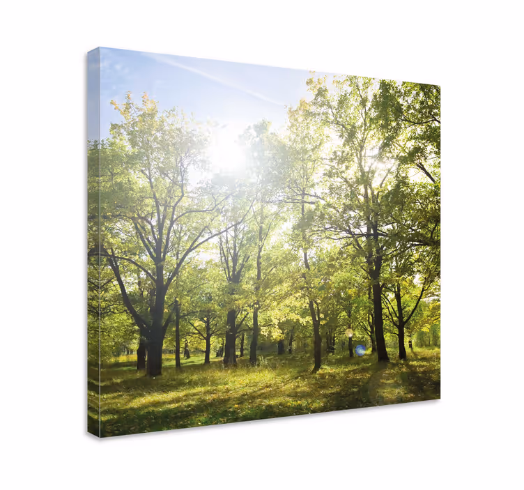 Wandbild baum sonnenbeschienenes grünes blätterdach - TenStickers
