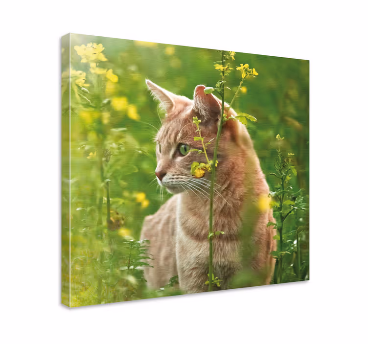 Wandbilder katzen neugierige katze beim schlendern - TenStickers