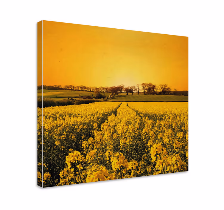 Leinwandbild Blume Gelbes blumenfeld - TenStickers
