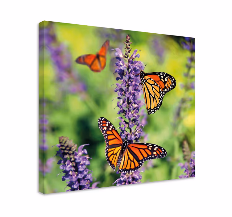 Wandbild schmetterling versammelte monarchfalter - TenStickers