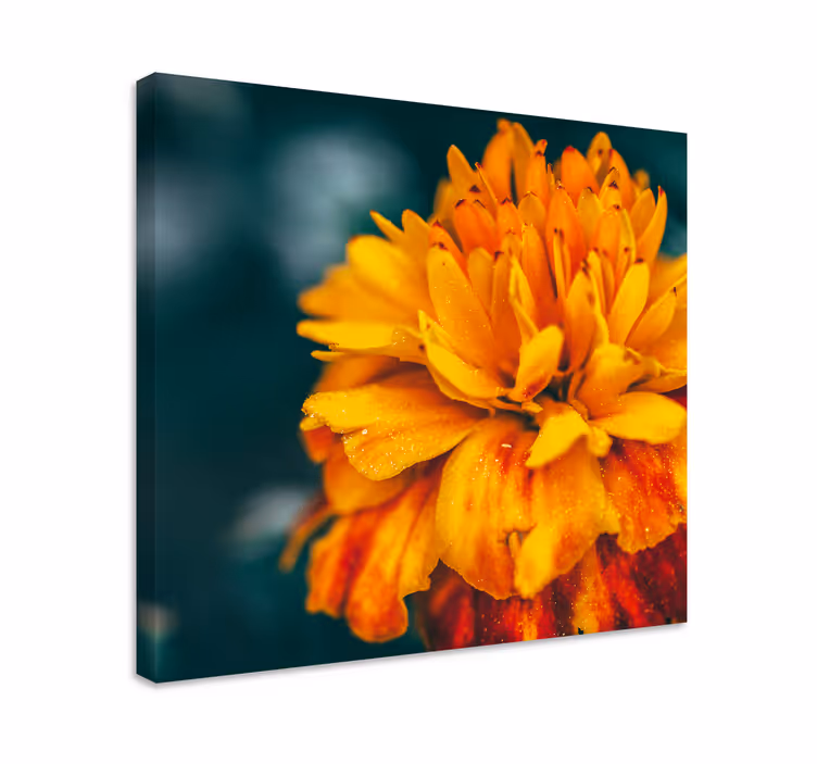 Leinwandbild blume lebhafte orangeblüte - TenStickers
