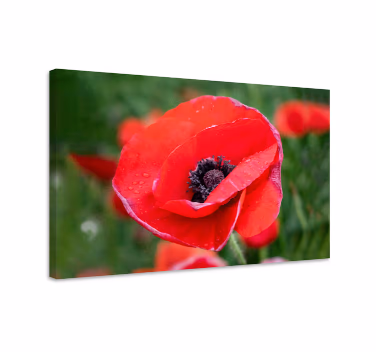 Leinwandbild blume nahaufnahme mohnblume - TenStickers