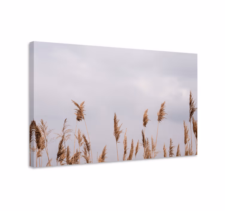 Leinwandbild hohe grashalme - TenStickers