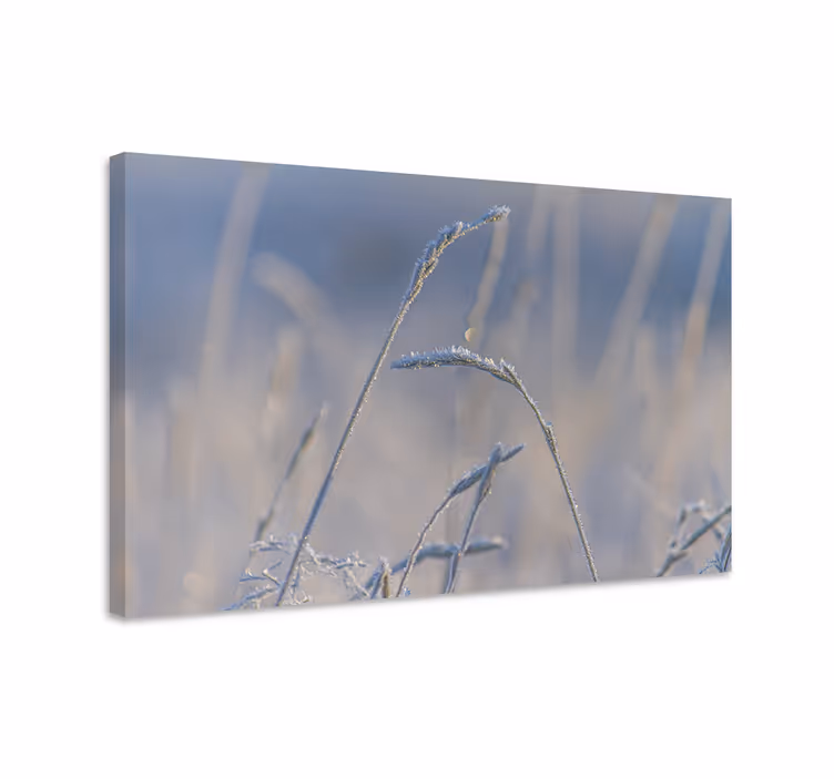 Leinwandbild frostige grashalme - TenStickers