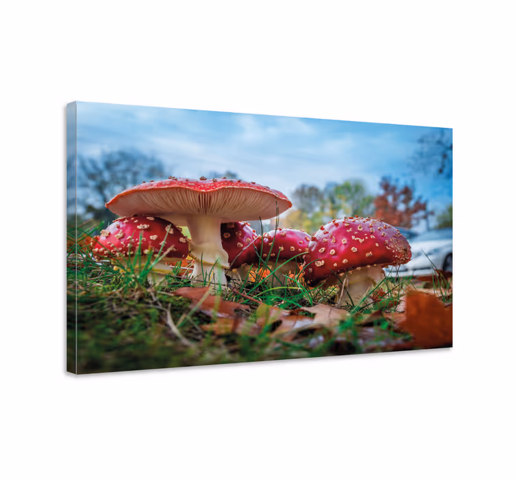 Leinwandbild rotes pilzcluster - TenStickers