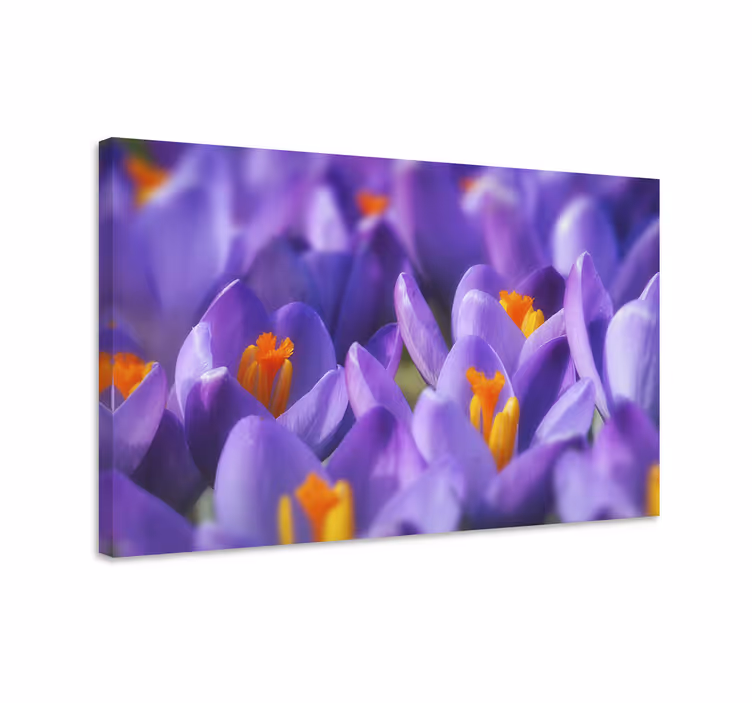 Leinwandbild leuchtende krokusblüten - TenStickers