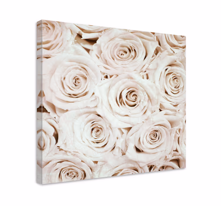 Leinwandbild sanfte rosenblüte - TenStickers