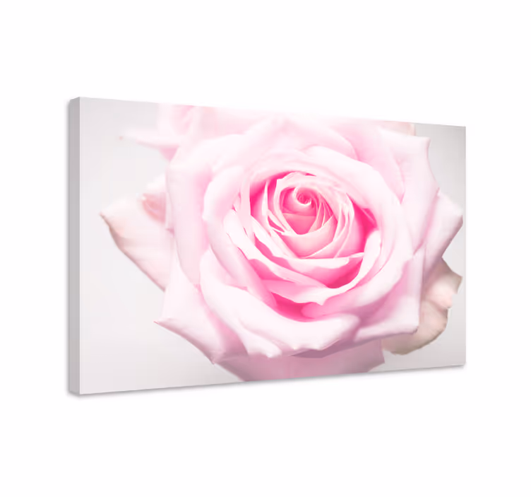 Leinwandbild blühende blush-rosen - TenStickers