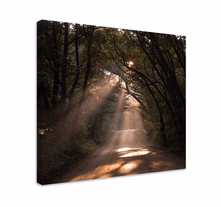 Wandbilder landschaft sonnenstrahlen im wald - TenStickers