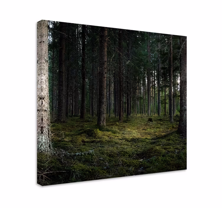 Wandbild baum ruhige waldtiefe - TenStickers