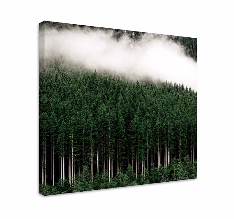 Wandbild baum im nebligen immergrünen wald - TenStickers