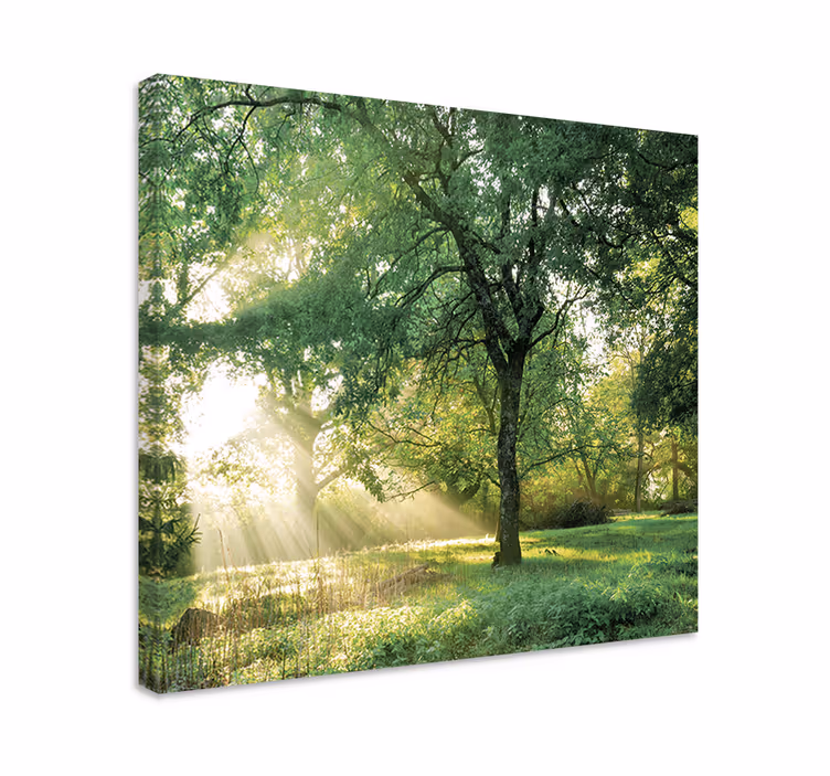 Wandbild baum sonnenlicht durch bäume - TenStickers
