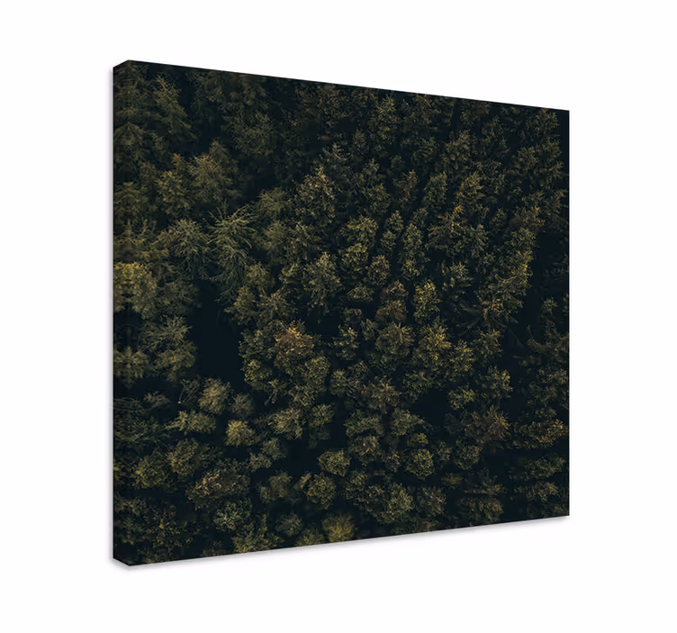 Wandbild baum üppiges blätterdach - TenStickers