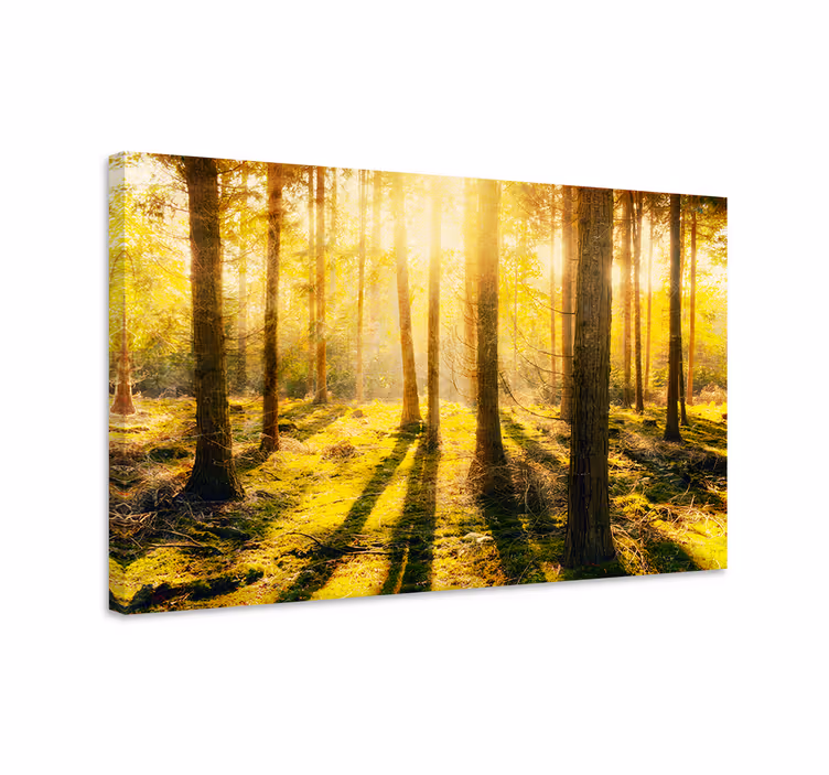 Wandbilder landschaft sonnenbeschienener waldblick - TenStickers