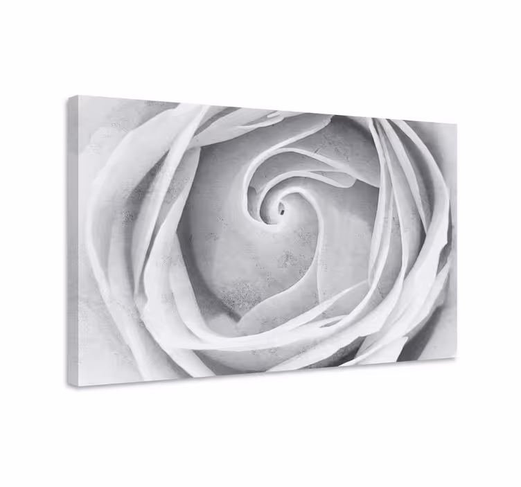 Leinwandbild elegante rosenspirale - TenStickers