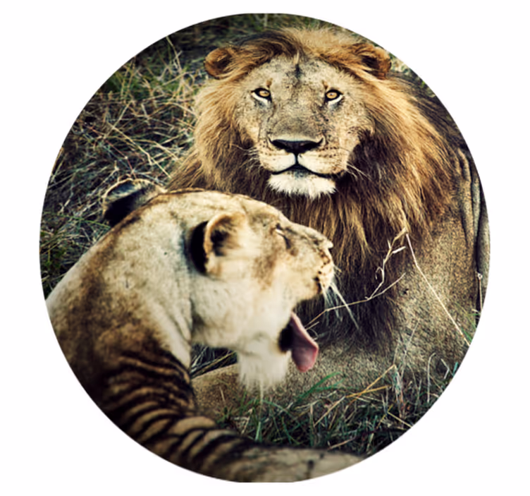 Vinyl Teppich Tiere majestätisches löwenpaar - TenStickers