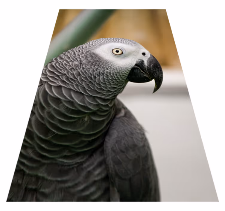 Vinyl Teppich Tiere graupapagei nahaufnahme - TenStickers