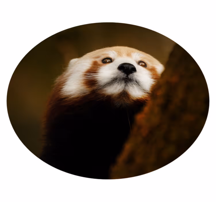 Vinyl Teppich Tiere rotfuchs-porträt - TenStickers