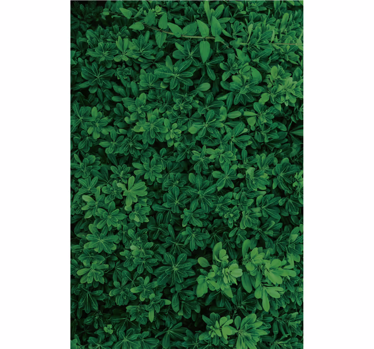 Fototapete wald tiefgrüne natur - TenStickers